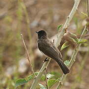 Common Bulbul