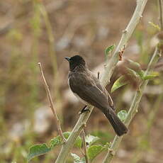 Bulbul des jardins