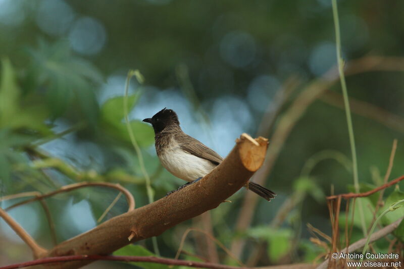 Bulbul des jardinsadulte