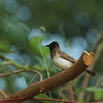 Bulbul des jardins