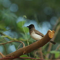 Bulbul des jardins