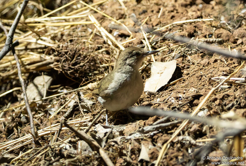 Terrestrial Brownbuladult