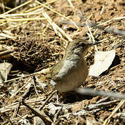 Terrestrial Brownbul