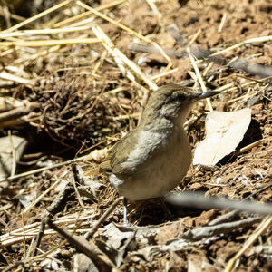 Bulbul jaboteur