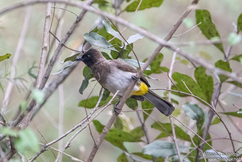 Dark-capped Bulbuladult