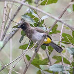 Bulbul tricolore