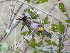 Bulbul tricolore