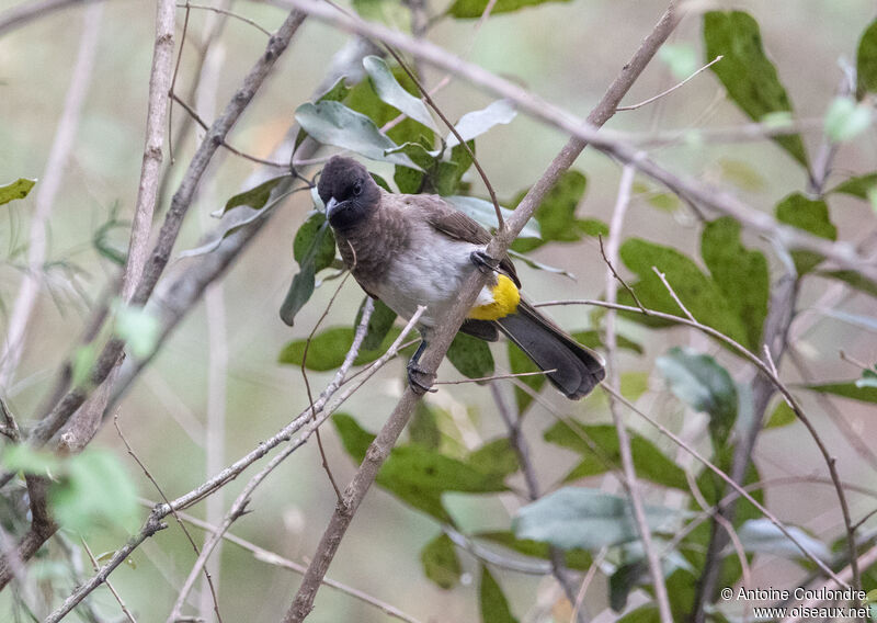 Bulbul tricoloreadulte