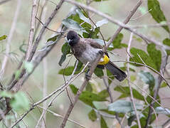 Bulbul tricolore