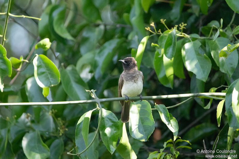 Bulbul tricoloreadulte