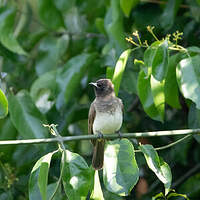 Bulbul tricolore