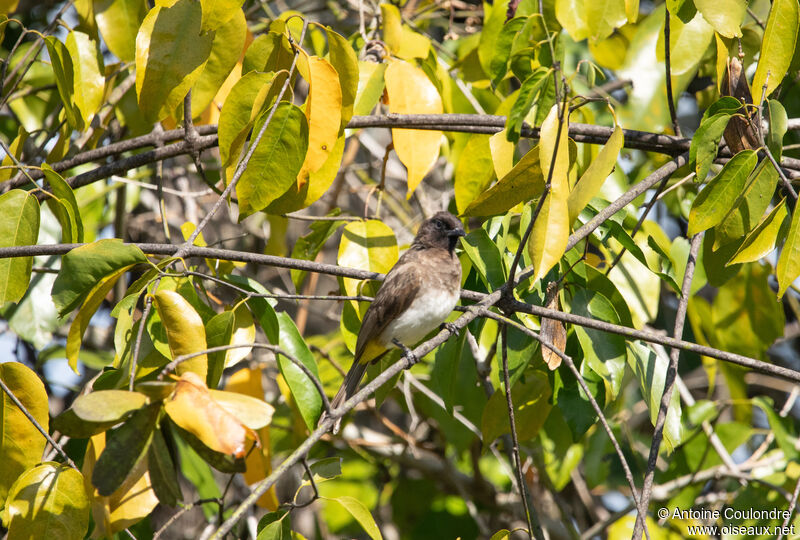 Bulbul tricoloreadulte