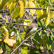 Bulbul tricolore