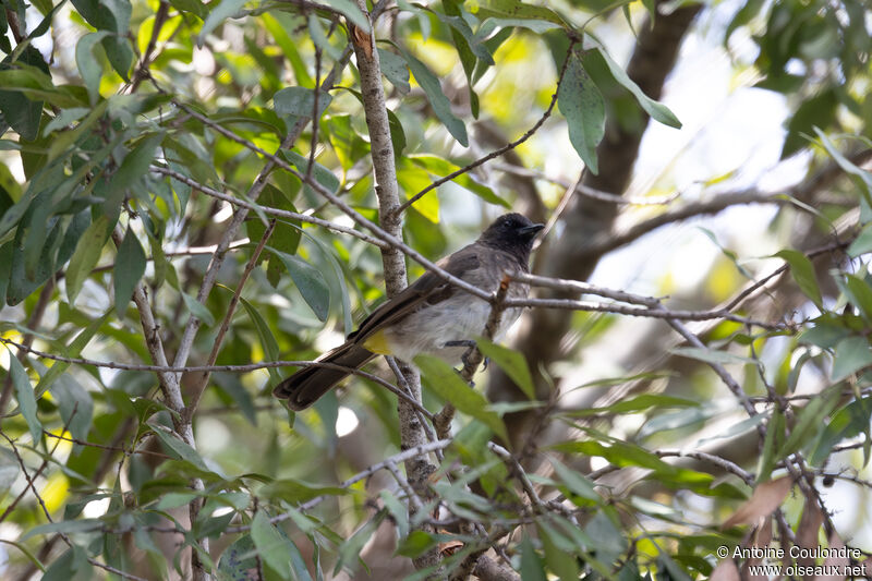 Bulbul tricoloreadulte