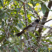 Dark-capped Bulbul