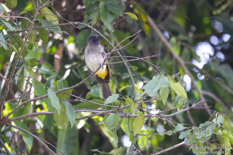 Bulbul tricoloreadulte