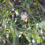 Bulbul tricolore