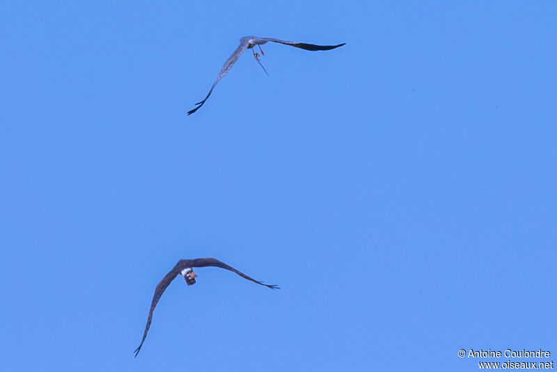 Montagu's Harrieradult breeding, Flight, courting display