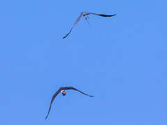 Montagu's Harrier