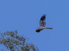 Montagu's Harrier