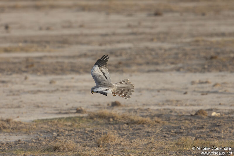 Montagu's Harrier male adult, fishing/hunting