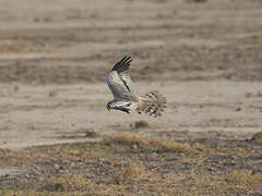 Montagu's Harrier