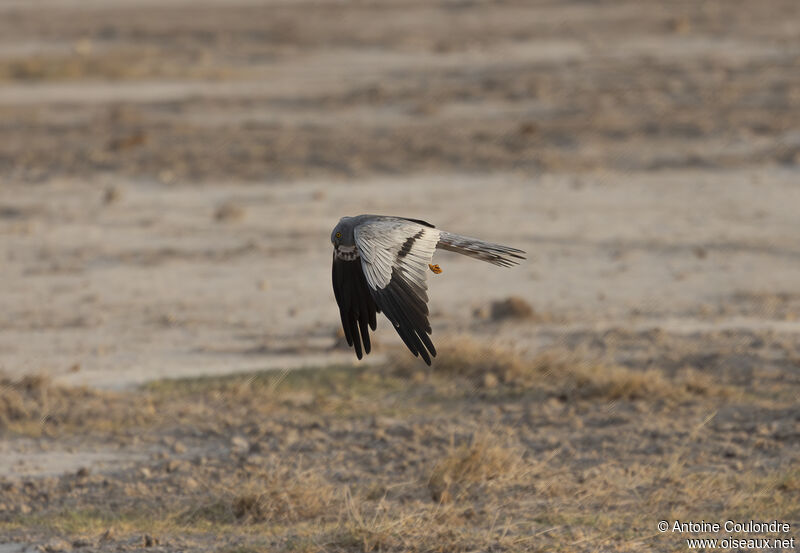 Montagu's Harrier male adult, fishing/hunting