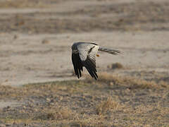 Montagu's Harrier