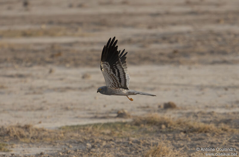 Montagu's Harrier male adult, fishing/hunting