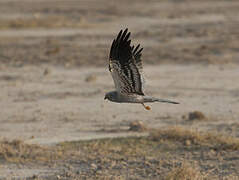 Montagu's Harrier