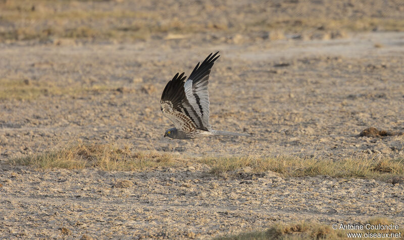 Montagu's Harrier male adult, fishing/hunting