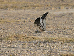 Montagu's Harrier