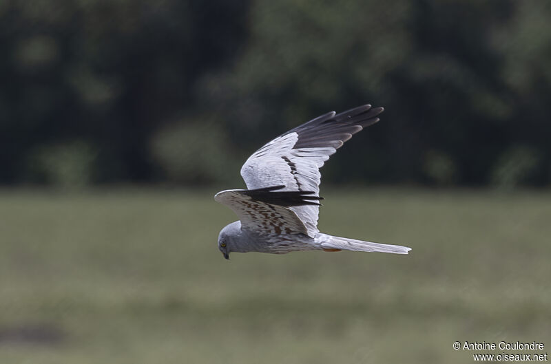 Montagu's Harrier male adult, fishing/hunting