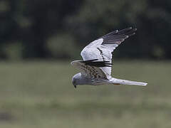 Montagu's Harrier