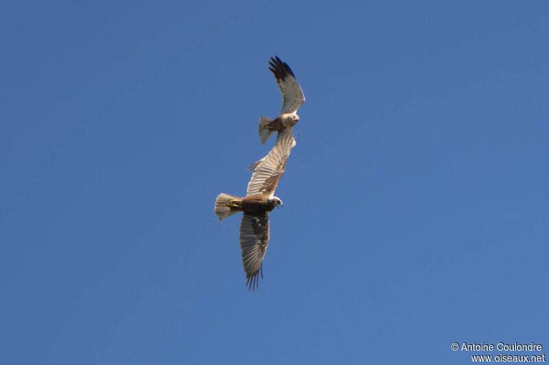 Western Marsh Harrieradult, courting display