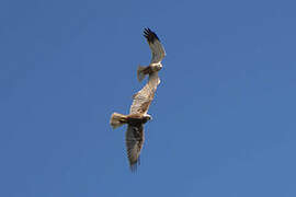 Western Marsh Harrier