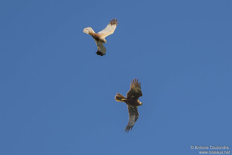 Western Marsh Harrieradult, courting display