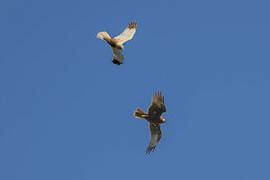 Western Marsh Harrier