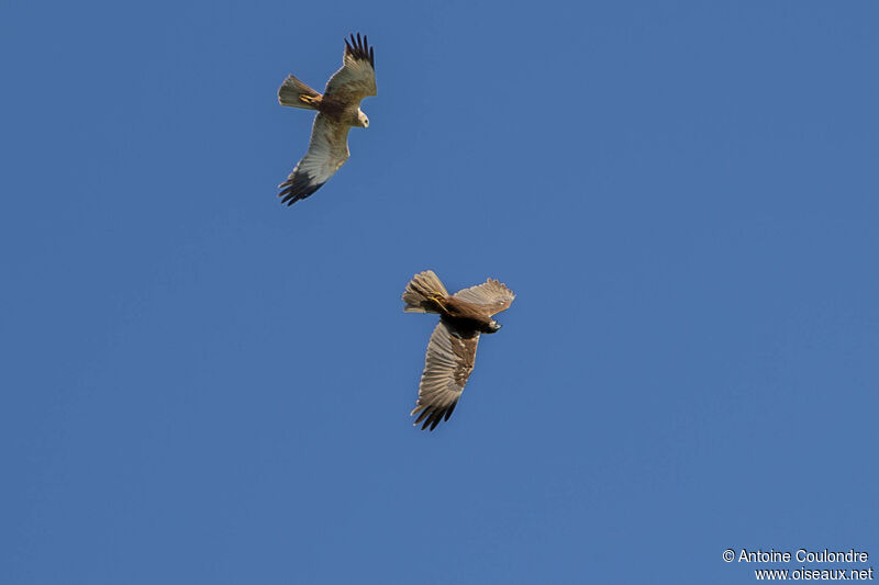 Western Marsh Harrieradult, courting display