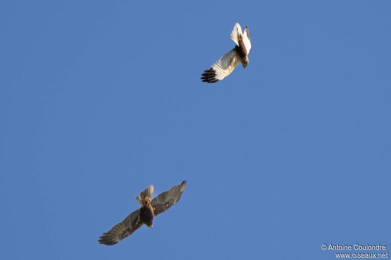 Western Marsh Harrieradult, courting display