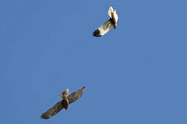 Western Marsh Harrier