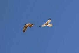 Western Marsh Harrier