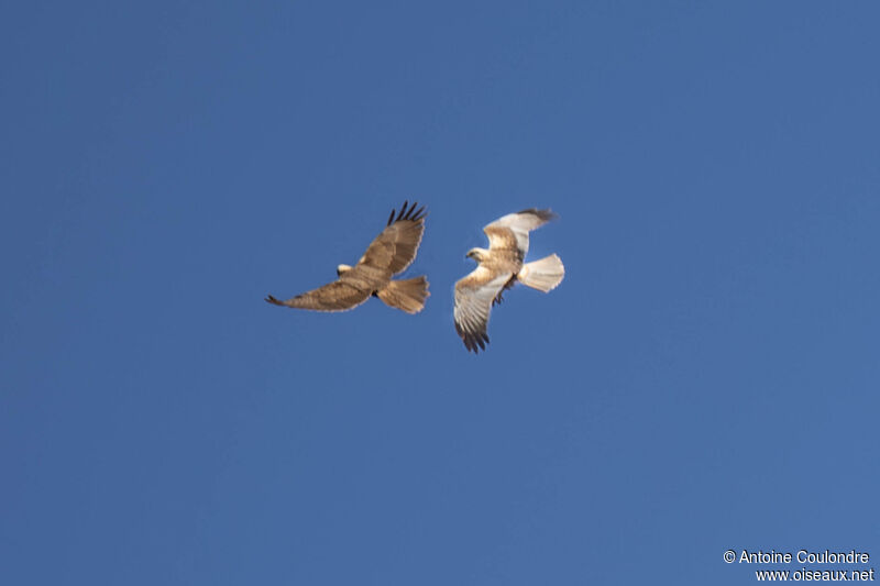 Western Marsh Harrieradult, courting display