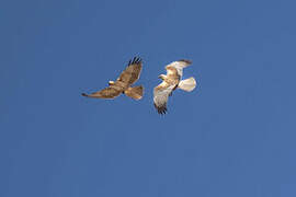 Western Marsh Harrier