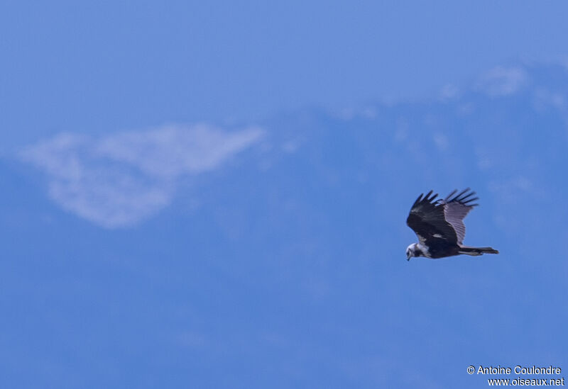 Western Marsh Harrier female adult, Flight