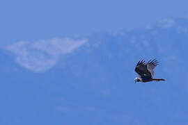 Western Marsh Harrier