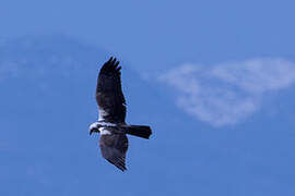 Western Marsh Harrier