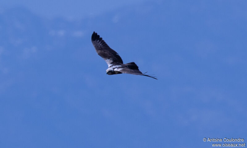 Western Marsh Harrier female adult, Flight