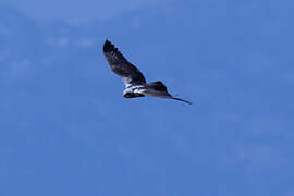 Western Marsh Harrier