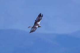 Western Marsh Harrier